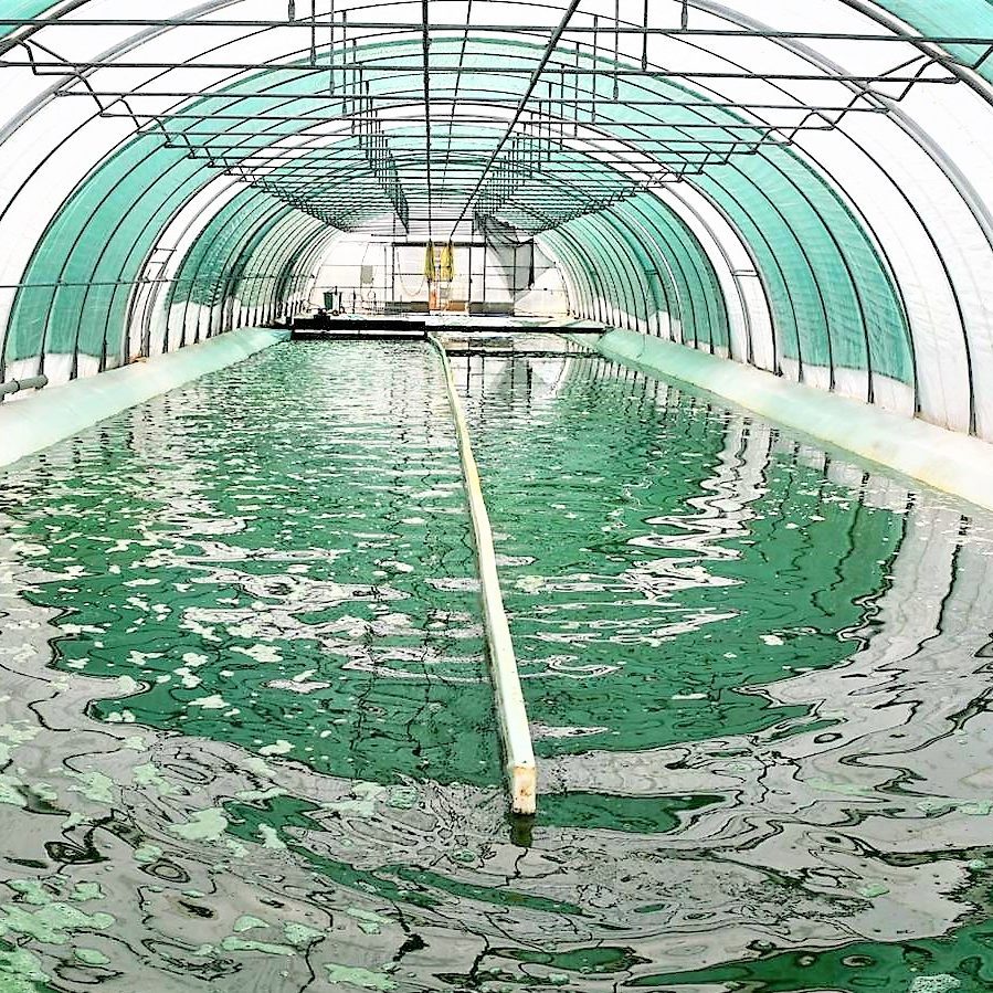 Blick ins Becken der Algenland deutsche Spirulina Algen in Rohkost