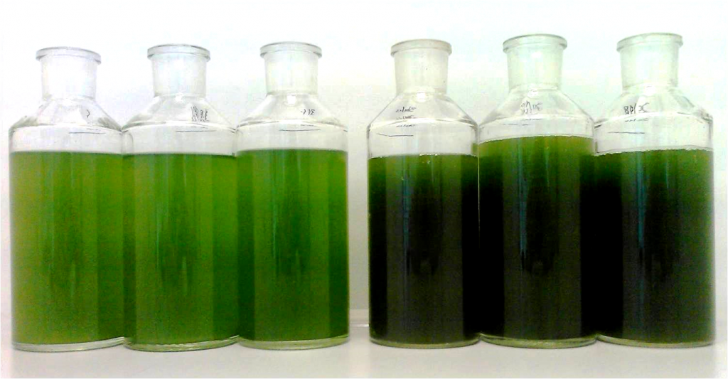 Nutzung von CO2 bei der Spirulina Algenproduktion