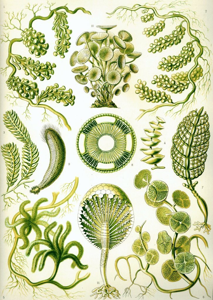 Die Vielfalt der Algen