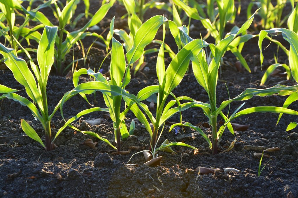 Mais zur Gewinnung von Biogas und Strom