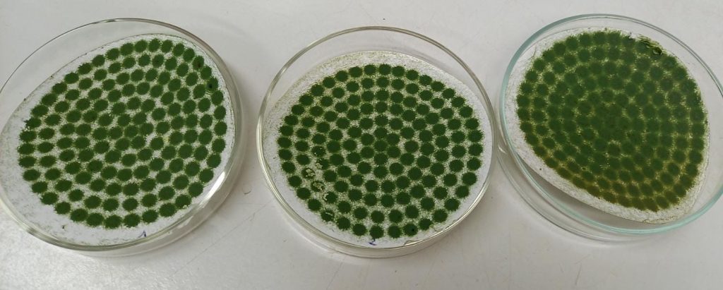 Analysen der Spirulina Algen